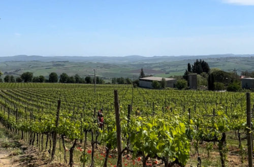 vineyards stretching into the distance during our tuscany wine tour