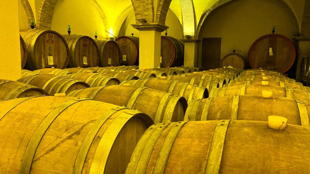 barrels lined up in a wine cellar