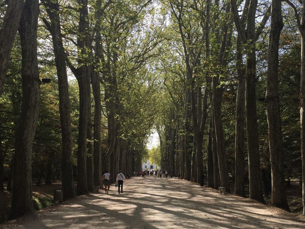 Tree Lined Pathway To Chateau De Chenonceau