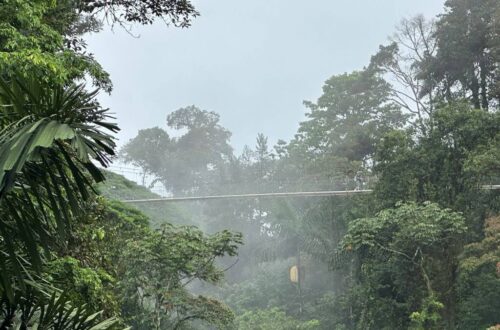 A Bridge Cutting Through The Misty Canopy At Arenal Hanging Bridges