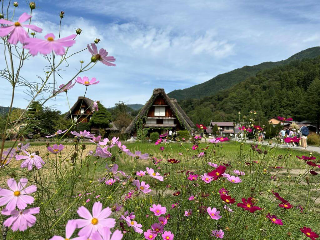 Pink Flowers Growing In The Foreground With A Gassho-Zukuri Home In  The Background Of Ogimachi